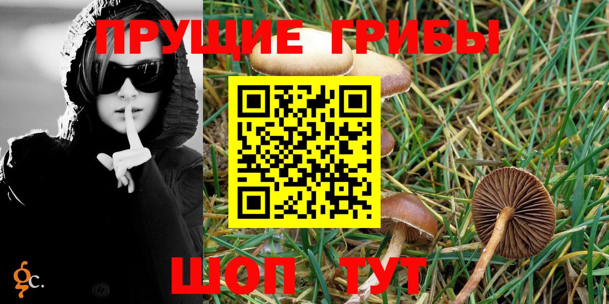 Галлюциногенные грибы Psilocybine cubensis Ялуторовск